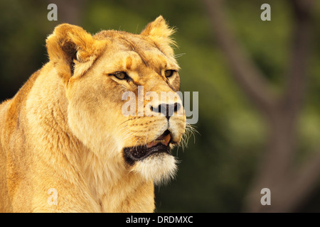 Un leone africano guardando in lontananza. Foto Stock