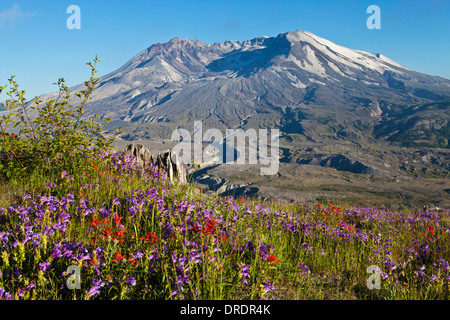 Il Monte Sant Helens sopra prati fioriti su Johnstone Ridge, Monte Sant Helens National Volcanic Monument, Washington. Foto Stock