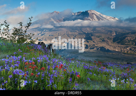 Il Monte Sant Helens sopra prati fioriti su Johnstone Ridge, Monte Sant Helens National Volcanic Monument, Washington. Foto Stock