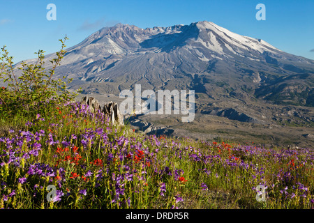 Il Monte Sant Helens sopra prati fioriti su Johnstone Ridge, Monte Sant Helens National Volcanic Monument, Washington. Foto Stock