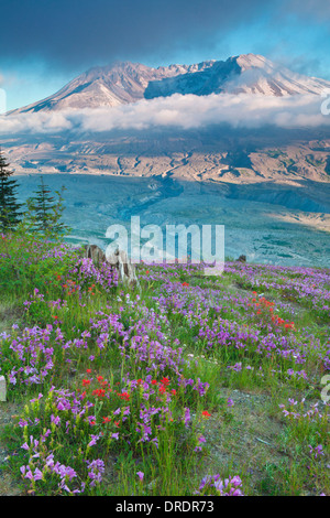 Il Monte Sant Helens sopra prati fioriti su Johnstone Ridge, Monte Sant Helens National Volcanic Monument, Washington. Foto Stock