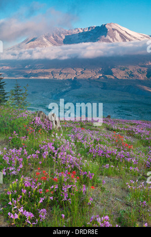 Il Monte Sant Helens sopra prati fioriti su Johnstone Ridge, Monte Sant Helens National Volcanic Monument, Washington. Foto Stock