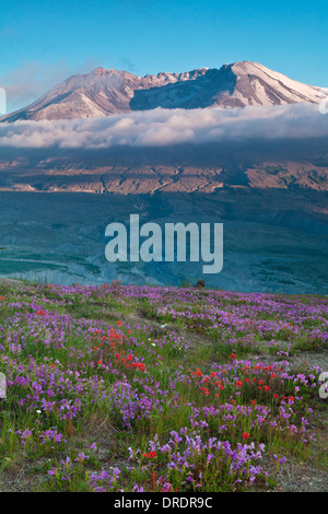 Il Monte Sant Helens sopra prati fioriti su Johnstone Ridge, Monte Sant Helens National Volcanic Monument, Washington. Foto Stock