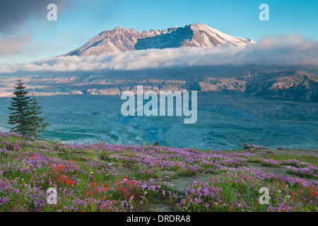 Il Monte Sant Helens sopra prati fioriti su Johnstone Ridge, Monte Sant Helens National Volcanic Monument, Washington. Foto Stock