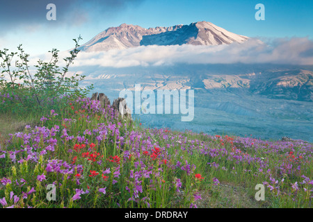 Il Monte Sant Helens sopra prati fioriti su Johnstone Ridge, Monte Sant Helens National Volcanic Monument, Washington. Foto Stock