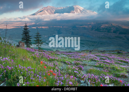 Il Monte Sant Helens sopra prati fioriti su Johnstone Ridge, Monte Sant Helens National Volcanic Monument, Washington. Foto Stock