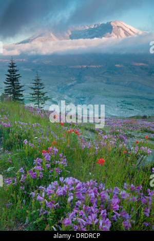 Il Monte Sant Helens sopra prati fioriti su Johnstone Ridge, Monte Sant Helens National Volcanic Monument, Washington. Foto Stock