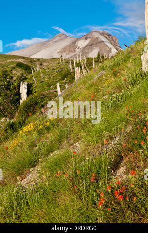 Il Monte Sant Helens sopra prati fioriti lungo il sentiero di Abramo in Monte Sant Helens National Volcanic Monument, Washington. Foto Stock