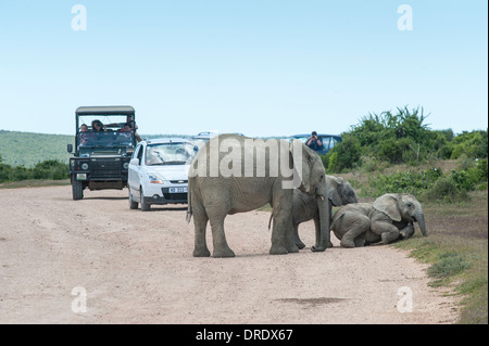 I visitatori in autovetture guardando giovane elefante africano (Loxodonta africana) sulla strada, Addo Elephant National Park, Sud Africa Foto Stock