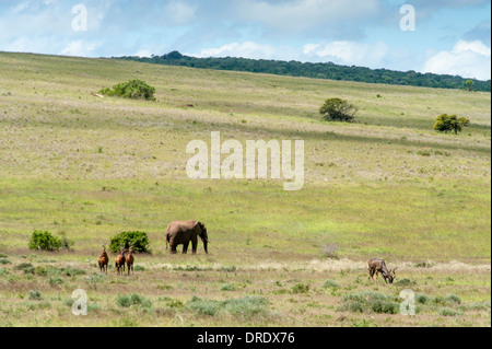 Addo Elephant Park, paesaggio con elefante, hartebeest rosso e maggiore Kudu, Capo orientale, Sud Africa Foto Stock