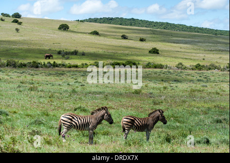 Due zebre (Equus quagga burchellii) e un elefante africano (Loxodonta africana) e le colline ondulate di Addo Elephant Park, Sud Africa Foto Stock