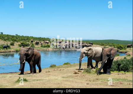 Elefante africano (Loxodonta africana) alla coppa Gwarrie waterhole, Addo Elephant Park, Capo orientale, Sud Africa Foto Stock