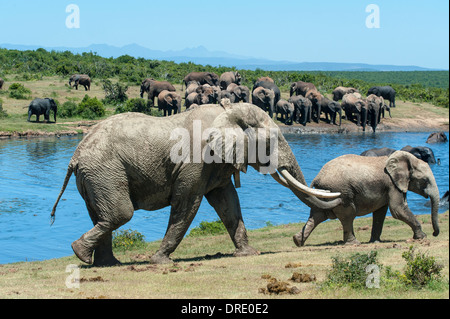 Bolla di elefante africano (Loxodonta africana) inseguono giovani femmine, Gwarrie Pan waterhole, Addo Elephant Park, Capo orientale, Sud Africa Foto Stock