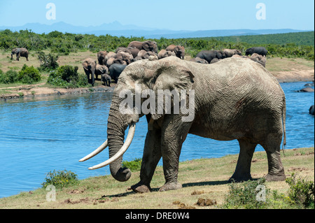 Bolla di elefante africano (Loxodonta africana) alla coppa Gwarrie waterhole, Addo Elephant Park, Capo orientale, Sud Africa Foto Stock