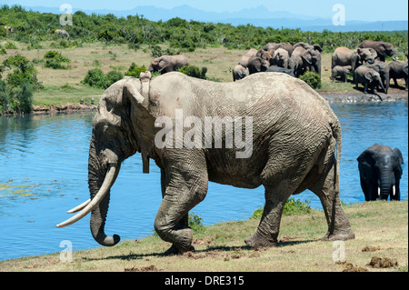 Bolla di elefante africano (Loxodonta africana) con collare di tracking a Gwarrie Pan waterhole, Addo Elephant Park, Capo orientale, Sud Africa Foto Stock