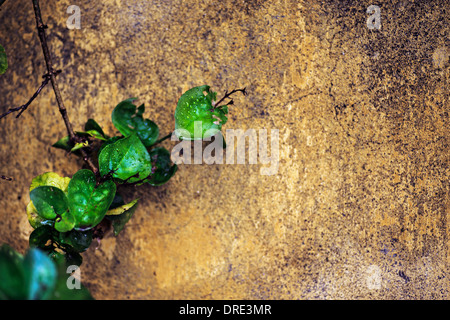 In prossimità di un vecchio e rotto parete di rendering Foto Stock