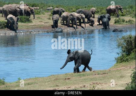 Molto giovane elefante africano (Loxodonta africana) passeggiate lungo il fiume di Gwarrie Pan, Addo Elephant Park, Capo orientale, Sud Afric Foto Stock