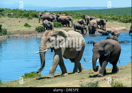 Elefante africano (Loxodonta africana) camminando lungo Gwarrie Pan waterhole, Addo Elephant Park, Capo orientale, Sud Africa Foto Stock