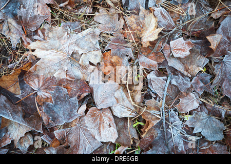 Foglie congelate giaceva sul terreno in winter park Foto Stock