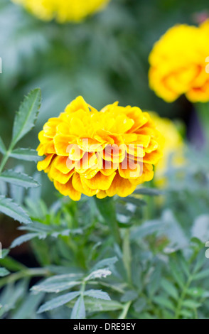 Il francese tagete (Tagetes patula L.) Foto Stock