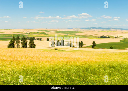 Vista della Palouse colline da Kamiak Butte parco statale, Whitman County, Washington, Stati Uniti d'America. Foto Stock