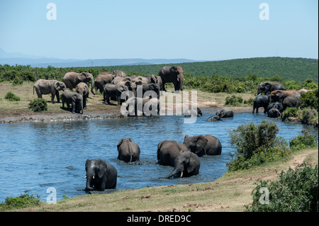 Elefante africano (Loxodonta africana) alla coppa Gwarrie waterhole, Addo Elephant Park, Capo orientale, Sud Africa Foto Stock