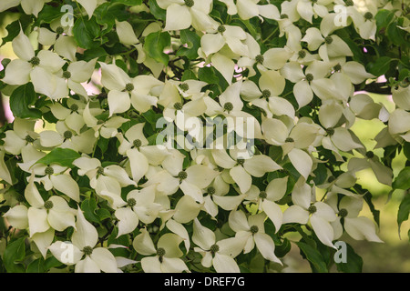 Kousa Sanguinello " Cina Girl', Cornus Kousa " Cina Girl' // Cornouiller " Cina Girl', Cornus Kousa " Cina Girl' Foto Stock