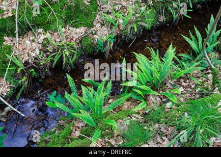 Deer felce o disco, felce Blechnum spicant lungo creek (Francia, Normandia, Bellème foresta) Foto Stock