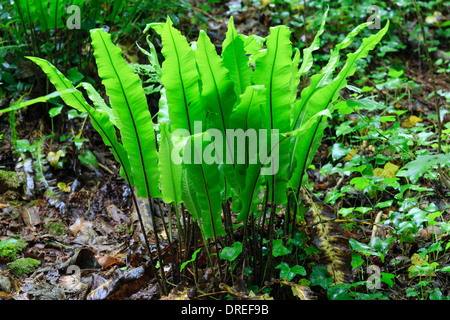 Hart-lingua, felci Asplenium scolopendrium (Francia, Normandia, Soumont-Saint-Quentin foresta) // Fougère scolopendre, Francia Foto Stock