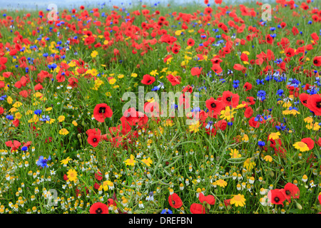 Campo di colza invasa dalle erbacce di seminativi, Fiordaliso, papaveri, camomilla (bianco) e mais Calendula (giallo), Francia, Calvados Foto Stock