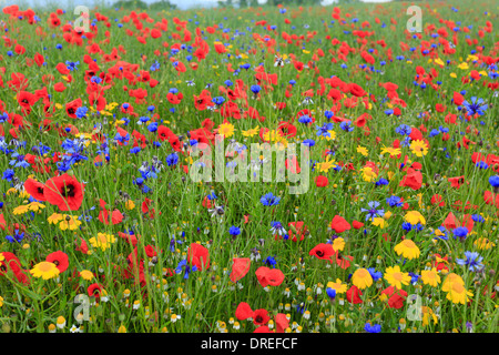 Campo di colza invasa dalle erbacce di seminativi, Fiordaliso, papaveri, camomilla (bianco) e mais Calendula (giallo), Francia, Calvados Foto Stock