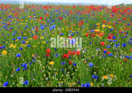 Campo di colza invasa dalle erbacce di seminativi, Fiordaliso, papaveri, camomilla (bianco) e mais Calendula (giallo), Francia, Calvados Foto Stock