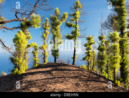 Pini delle Canarie (Pinus canariensis) nei pressi di Los Canarios, la Palma, Isole Canarie, con nuova crescita sui tronchi dopo essere stati bruciati in un incendio forestale Foto Stock