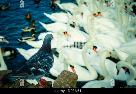 Colomba è la visione di un gruppo di cigni. La messa a fuoco è impostata per la colomba Foto Stock