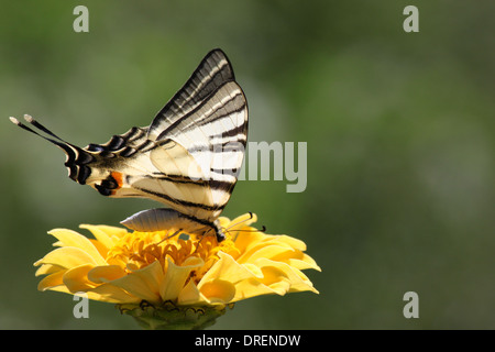 Close up di scarsità di coda forcuta farfalla posata su zinnia Foto Stock