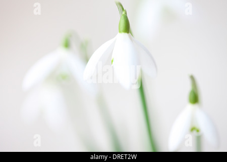 Minima e immagine contemporanea del classico snowdrop galanthus Jane Ann Butler JABP Fotografia1122 Foto Stock