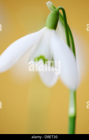 Delicato snowdrop il fascino e la purezza della Jane Ann Butler JABP Fotografia1121 Foto Stock