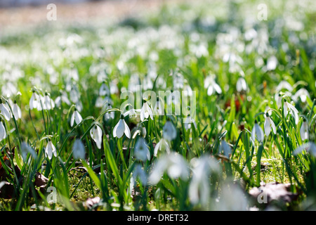 Perfettamente tranquillo campo della scena di bucaneve in una giornata di sole Jane Ann Butler JABP Fotografia691 Foto Stock