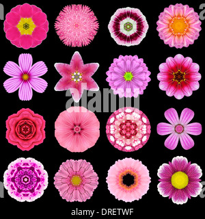 Grande raccolta di vari fiori viola. Mandala caleidoscopica Patterns isolati su sfondo nero. Rose concentriche, Daisy, P Foto Stock