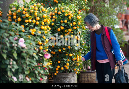 Shenzhen, Cina la provincia di Guangdong. 24 gen 2014. Una donna sceglie cumquats in corrispondenza di Futian, il mercato dei fiori a Shenzhen, Cina del sud della provincia di Guangdong, Gennaio 24, 2014. Con la venuta del Festival di Primavera, molti fiori con implicazioni propizio divenne molto popolare tra i clienti. © Mao Siqian/Xinhua/Alamy Live News Foto Stock