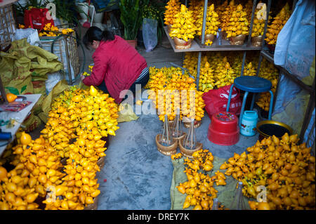 Shenzhen, Cina la provincia di Guangdong. 24 gen 2014. Un proprietario di un negozio di fiori dispone di Futian, il mercato dei fiori a Shenzhen, Cina del sud della provincia di Guangdong, Gennaio 24, 2014. Con la venuta del Festival di Primavera, molti fiori con implicazioni propizio divenne molto popolare tra i clienti. © Mao Siqian/Xinhua/Alamy Live News Foto Stock