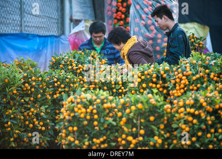 Shenzhen, Cina la provincia di Guangdong. 24 gen 2014. I clienti scelgono cumquats in corrispondenza di Futian, il mercato dei fiori a Shenzhen, Cina del sud della provincia di Guangdong, Gennaio 24, 2014. Con la venuta del Festival di Primavera, molti fiori con implicazioni propizio divenne molto popolare tra i clienti. © Mao Siqian/Xinhua/Alamy Live News Foto Stock