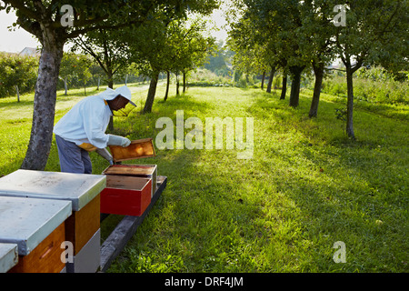 Apicoltore in giardino, Croazia, Europa Foto Stock