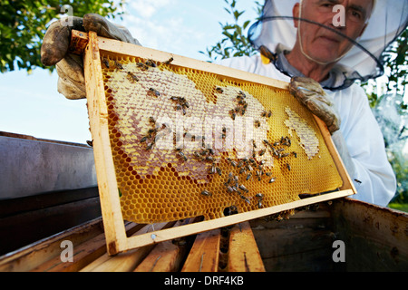 Apicoltore Holding nido nel giardino, Croazia, Europa Foto Stock