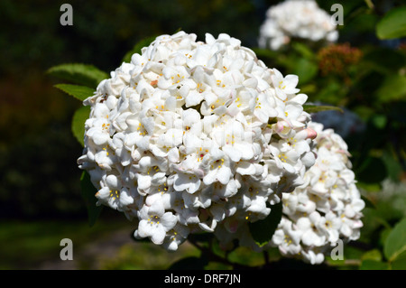 Viburnum x Burkwoodii in piena fioritura in una giornata di sole a RHS Garden Harlow Carr, Harrogate, Yorkshire. Foto Stock