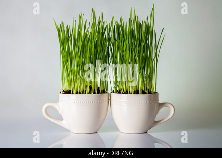 Erba verde in CUPS. Fresco di frumento composizione vegetale Foto Stock