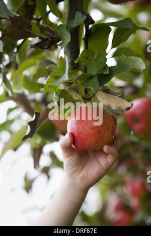 Maryland USA melo rosso con frutti tondi pronto per il prelievo Foto Stock