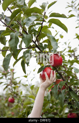 Maryland usa un albero di mele con red round frutti per il prelievo Foto Stock