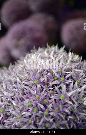 Una chiusura di una grande viola pompon colorati crisantemo a Harrogate Autunno Flower Show Yorkshire. Foto Stock