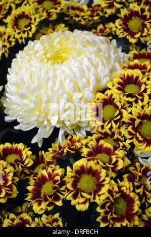 Una singola bianco Pompom crisantemo impostato tra un display di Daisy crisantemi a Harrogate Autunno Flower Show Foto Stock